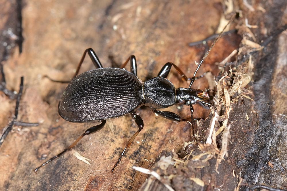 Cychrus attenuatus